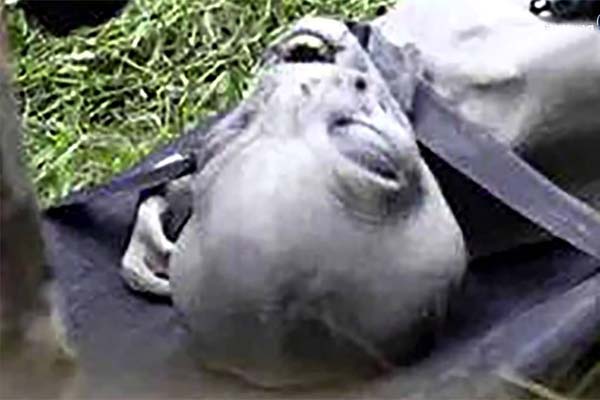 фото пришельца