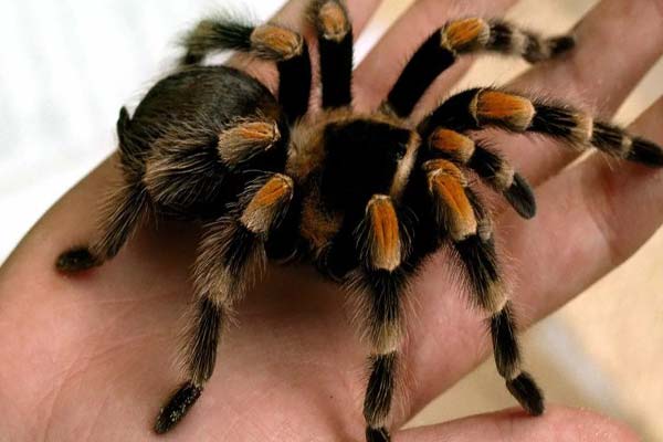 паук тарантул фото