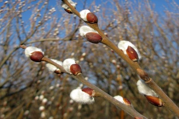 празднуем Вербное воскресенье 2018