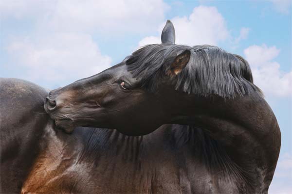 грациозная лошадь