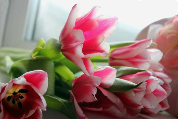 букет цветов