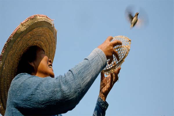 человек выпускает птицу