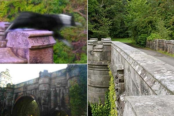 прыжок собаки с моста