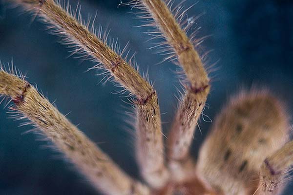 кошмарный паук