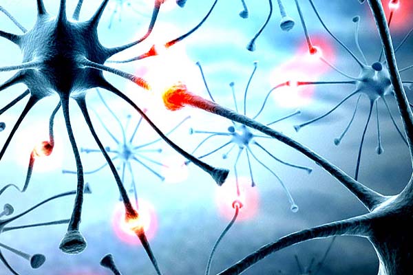 нейроны мозга