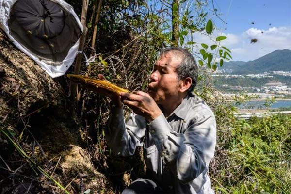 пчеловод собирает мёд