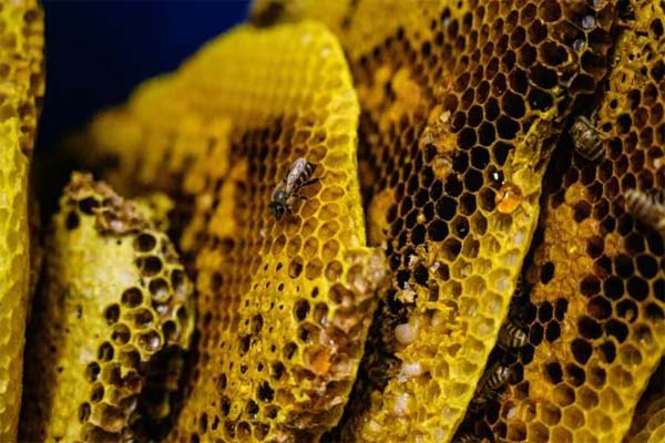 соты с мёдом