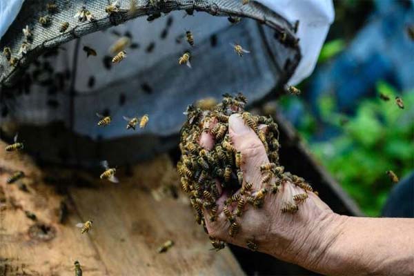 берёт пчёл голыми руками