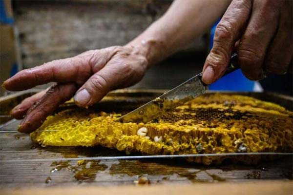человек разрезает соты с мёдом