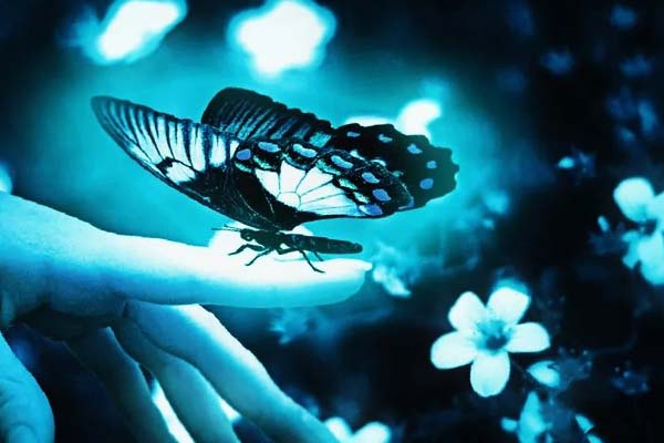 бабочка села на палец