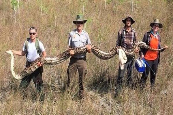 гигантский питон