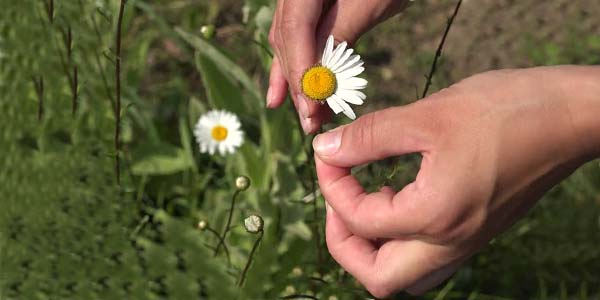 гадание на ромашке