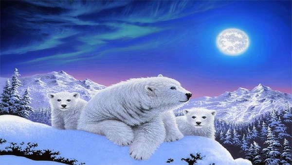 медведи на севере