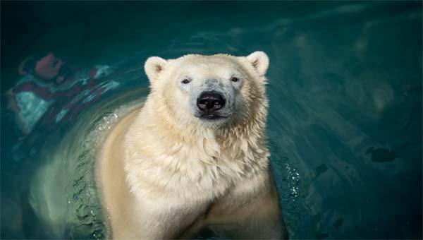 белый медведь купается