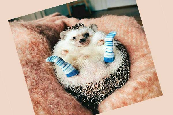 ёж в носках