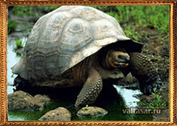 слоновая черепаха
