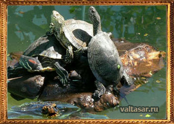 интересные факты о черепахах