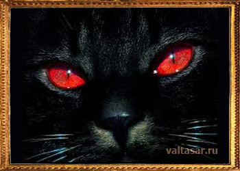 черный кот