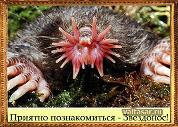 звездонос - страшилище из компьютерных игр