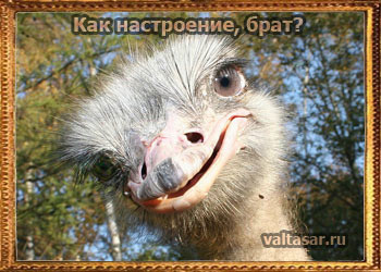 Позитивный страус