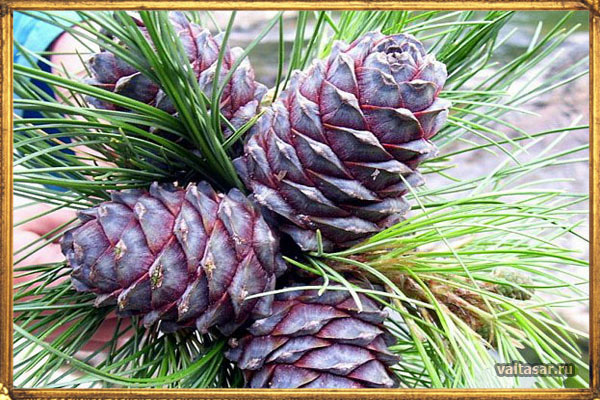 магические растения от усталости