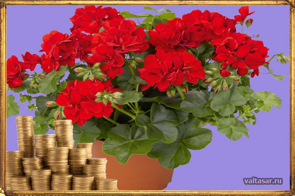 растения, привлекающие деньги