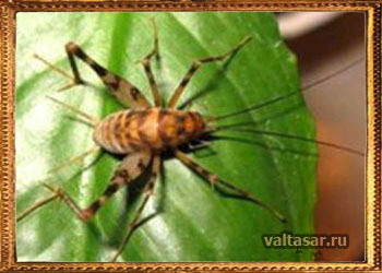 насекомые мутанты