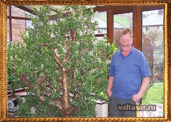 как ухаживать за денежным деревом 