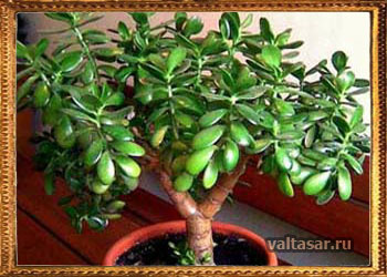 уход за толстянкой - почва, уровень освещения 