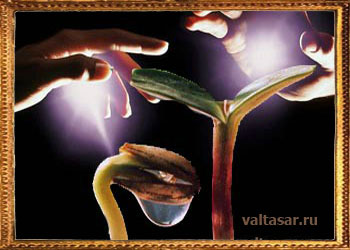 заклинатели змей из Индии