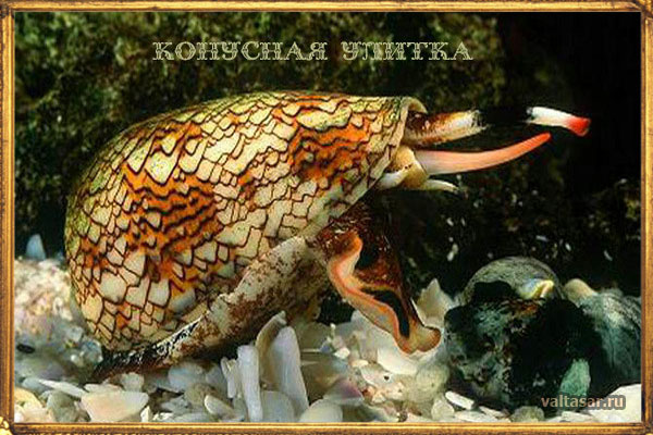 самые ядовитые животные - конусная улитка