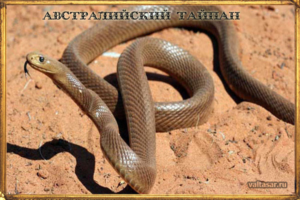 австралийский тайпан