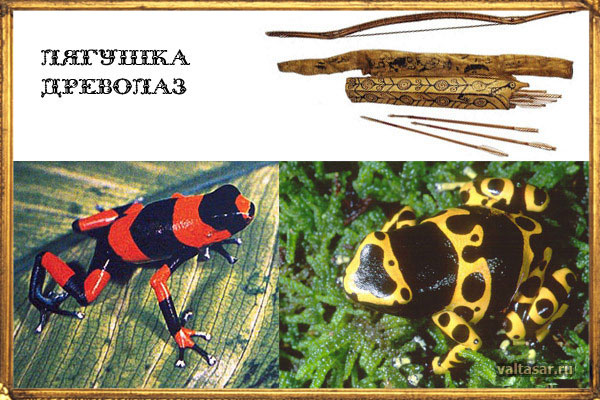 лягушка древолаз