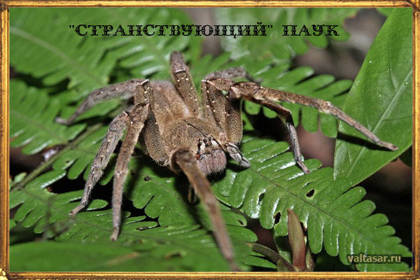 странствующий бразильский паук