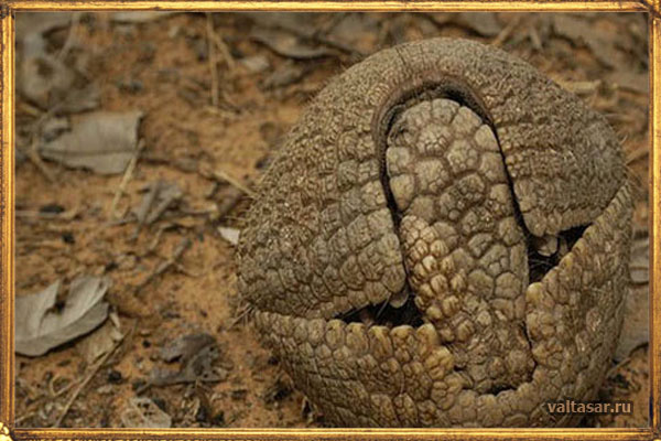 трехпоясный броненосец