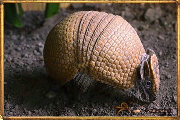 фотография броненосца