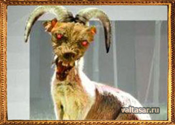 чупакабра - настоящий милашка