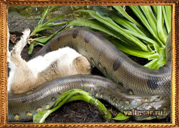 анаконда охотится