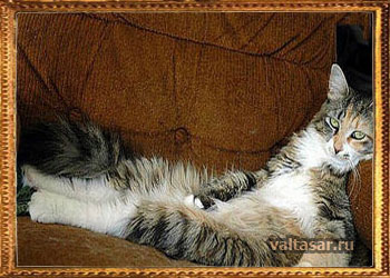 фотография ленивого кота