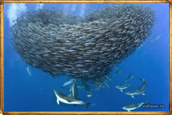 рыбами руководит стайный инстинкт