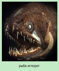 так выглядит рыба иглорот