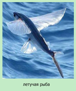 летучие рыбы