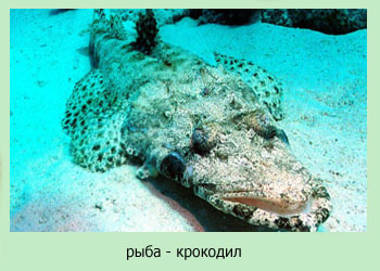 рыба крокодил