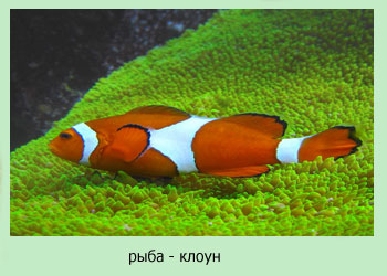 рыба-клоун