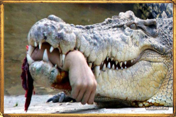 аллигатор жует руку