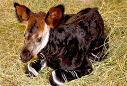 окапи - житель Конго