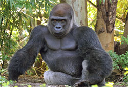 горная горилла
