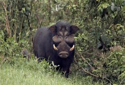 лесная свинья