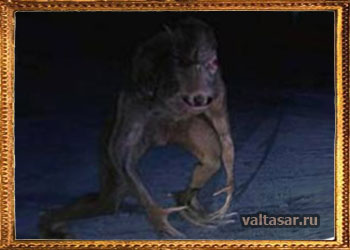 как выглядит чупакабра