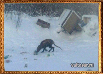 чупакабра в настоящей жизни